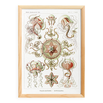 Poster on pelagic jellyfish, based on an old lithograph from 1904