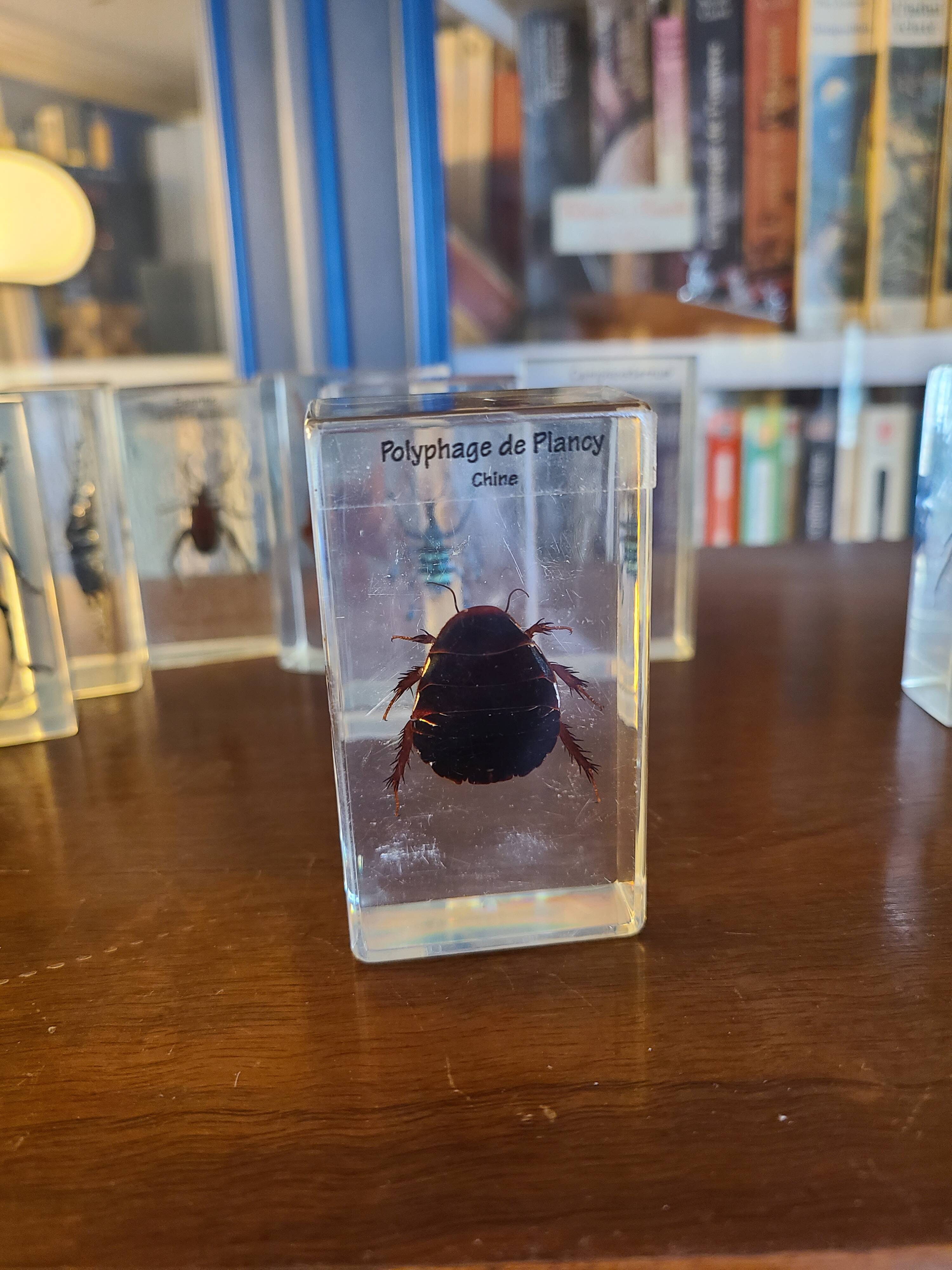 Insects under vintage resin