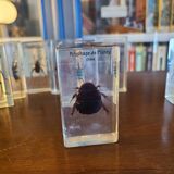 Insects under vintage resin