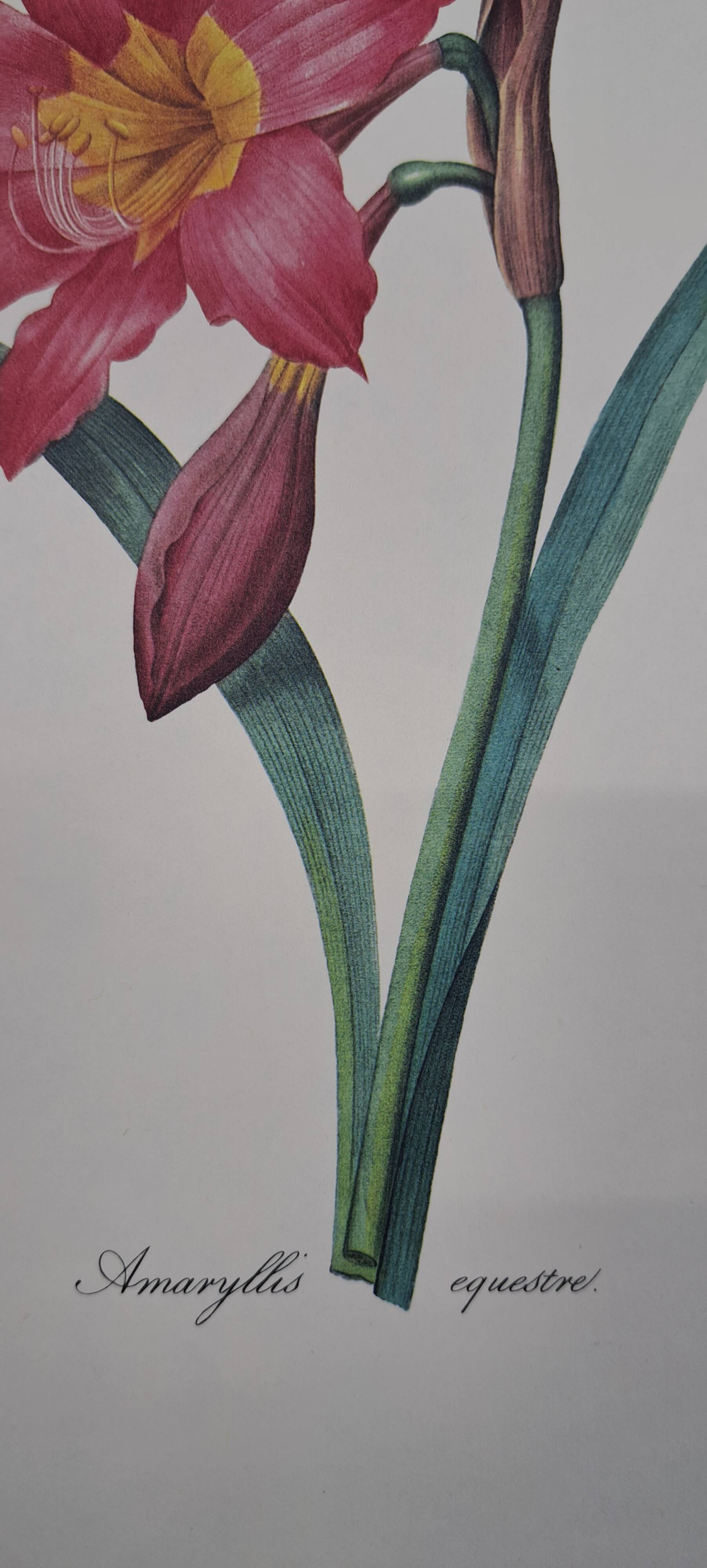 Equestrian Amarullis