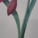 Equestrian Amarullis