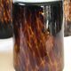 Six glasses tortoiseshells