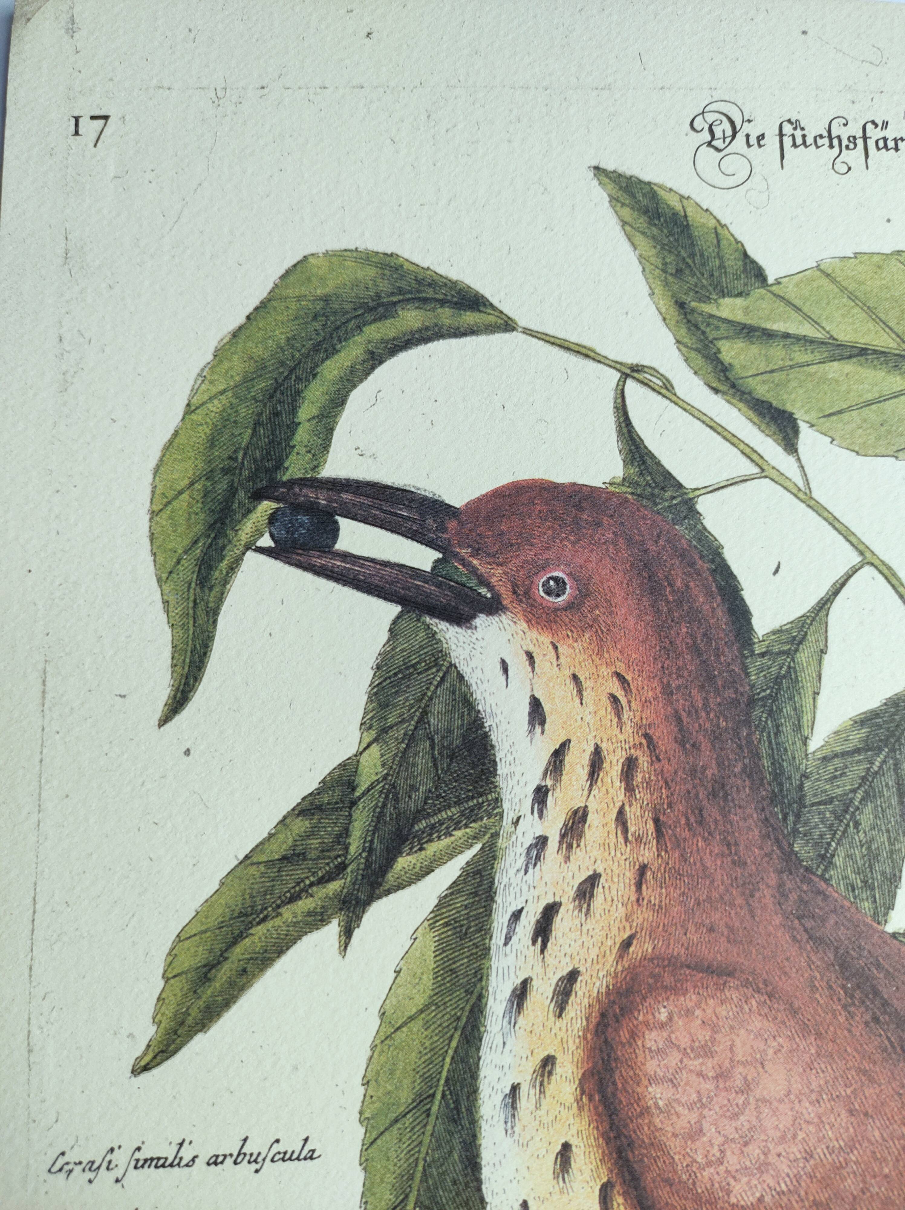 Old bird engraving -Red Thrush- Zoological plate by Seligmann & Catesby