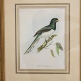 Framed lithograph golden frame bird vintage 60s