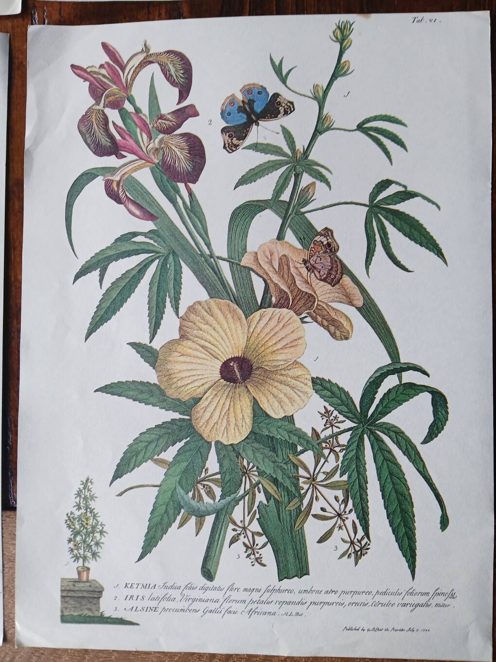 set of 6 botanical posters - fruit trees, flowers, butterflies