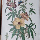 set of 6 botanical posters - fruit trees, flowers, butterflies