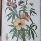 set of 6 botanical posters - fruit trees, flowers, butterflies
