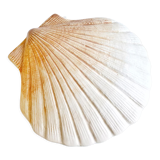 Shell box