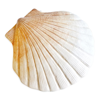 Shell box