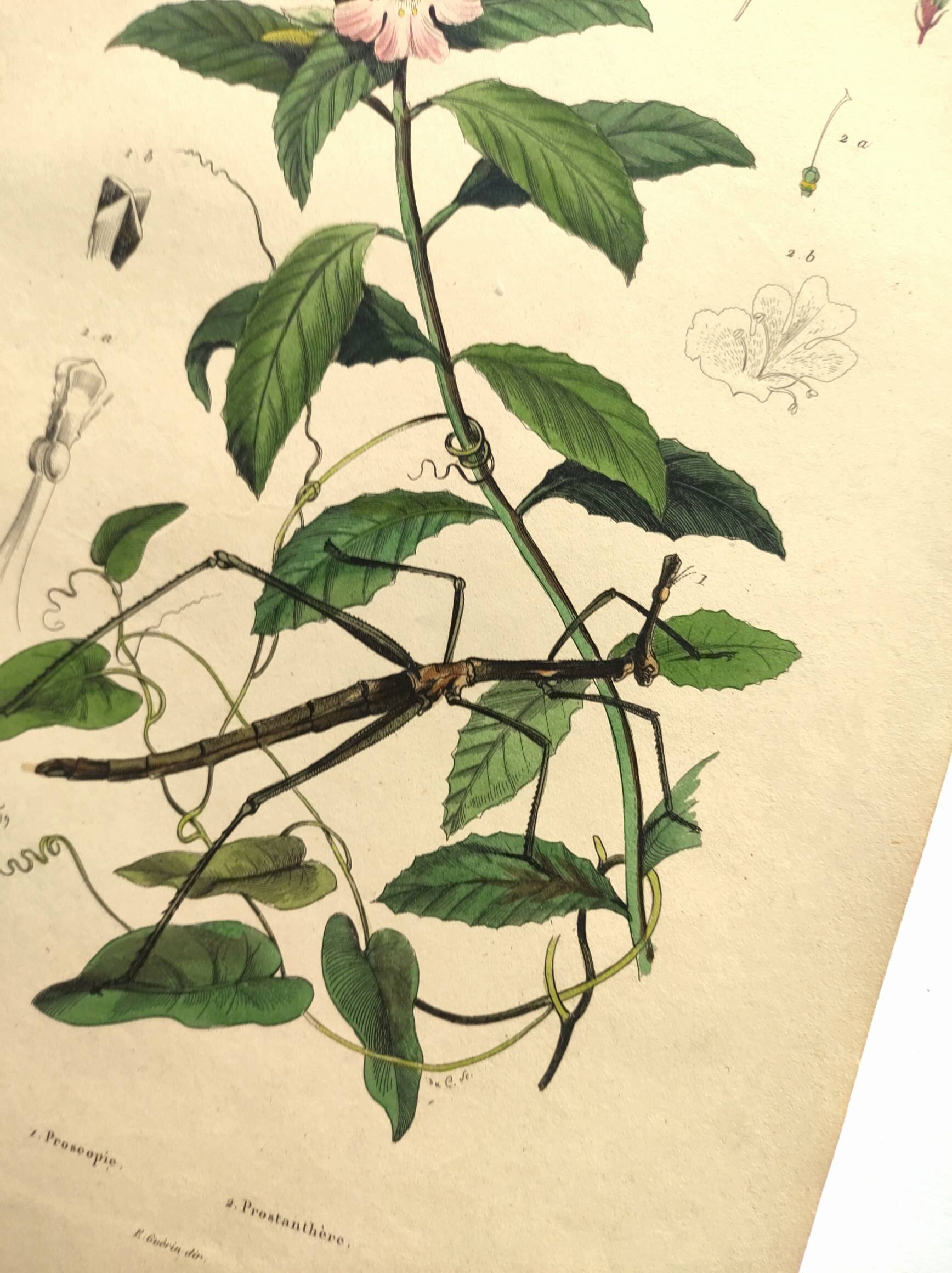 Antique engraving from 1839 - Prostenthère - Hand-colored plate