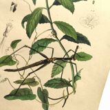 Antique engraving from 1839 - Prostenthère - Hand-colored plate