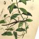 Antique engraving from 1839 - Prostenthère - Hand-colored plate