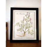 Framed botanical poster