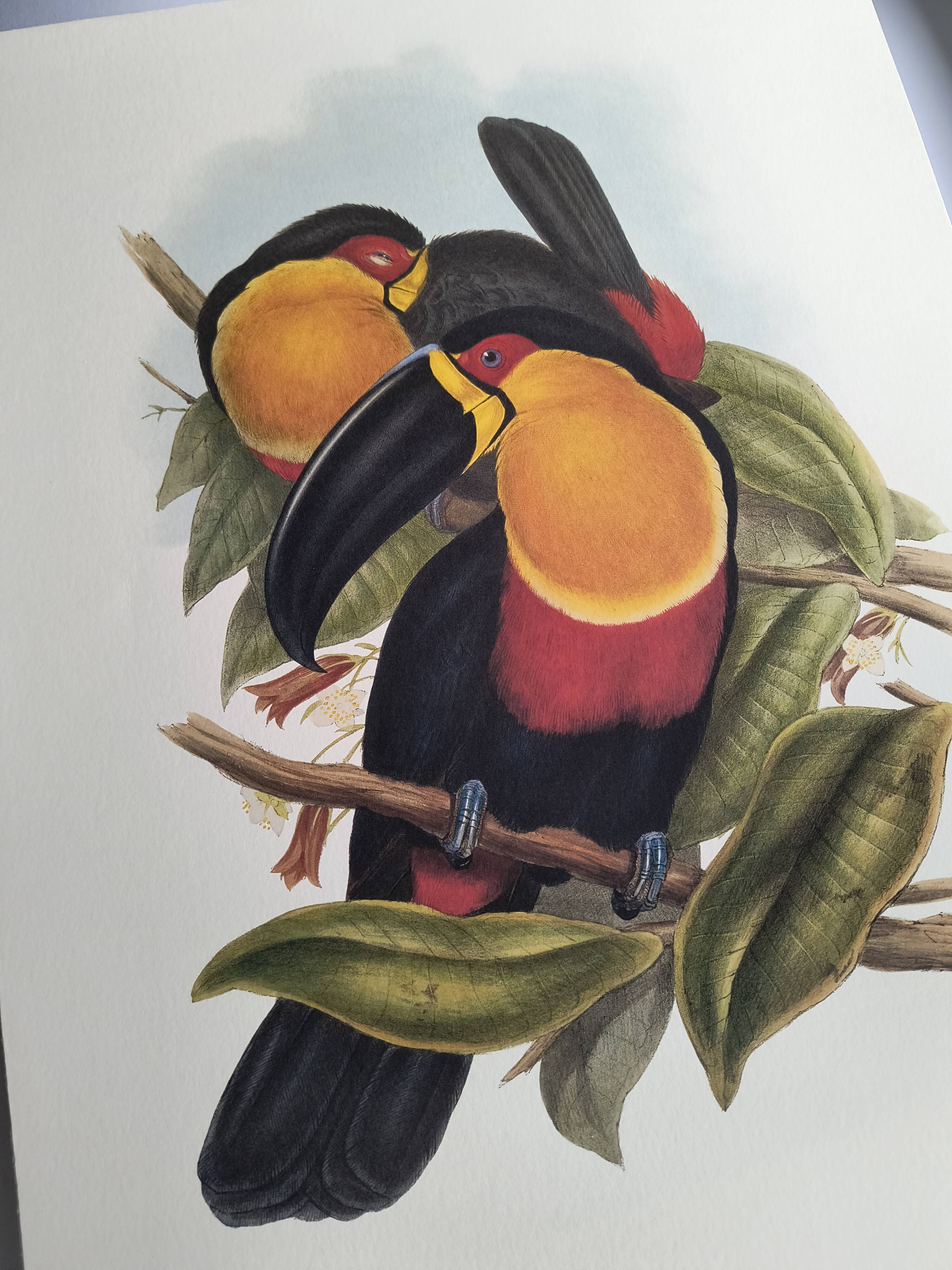 Vintage illustration - Ariel the Toucan - by J. Gould - Nature bird print