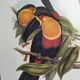 Vintage illustration - Ariel the Toucan - by J. Gould - Nature bird print