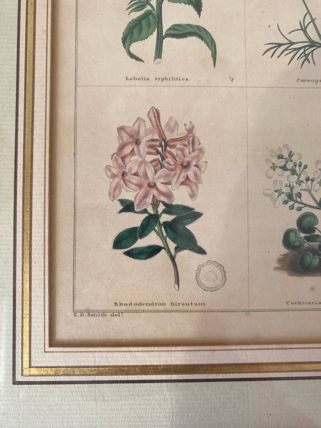 Botanical plate of mountain flowers from the 1960s.