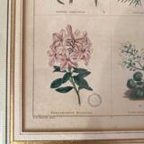 Botanical plate of mountain flowers from the 1960s.