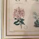 Botanical plate of mountain flowers from the 1960s.