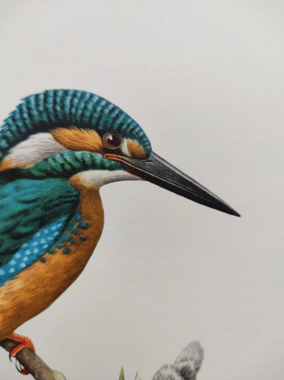 Bird board 60s - Kingfisher - Vintage zoological and ornithological illustration