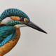 Bird board 60s - Kingfisher - Vintage zoological and ornithological illustration