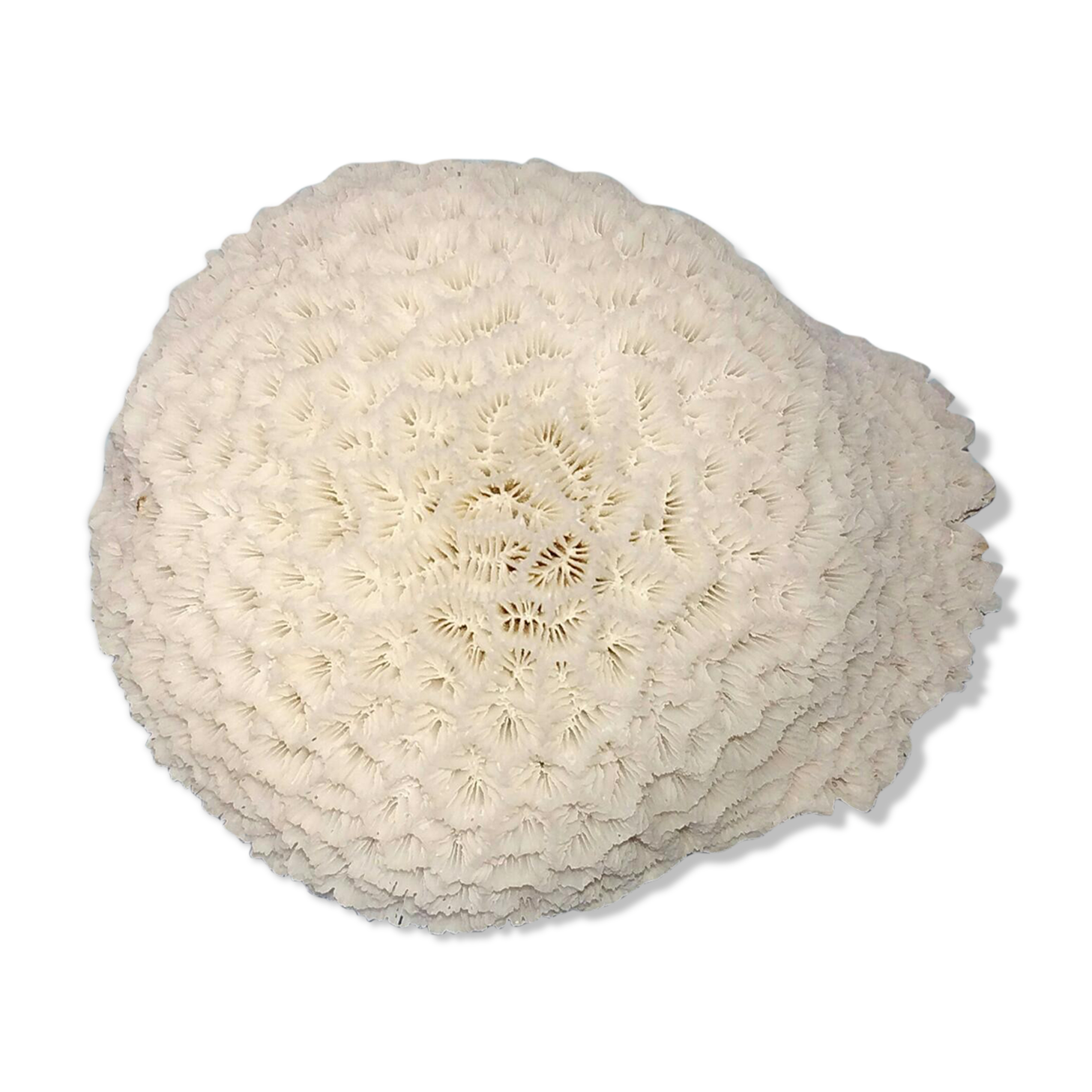Old white ball coral
