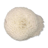 Old white ball coral