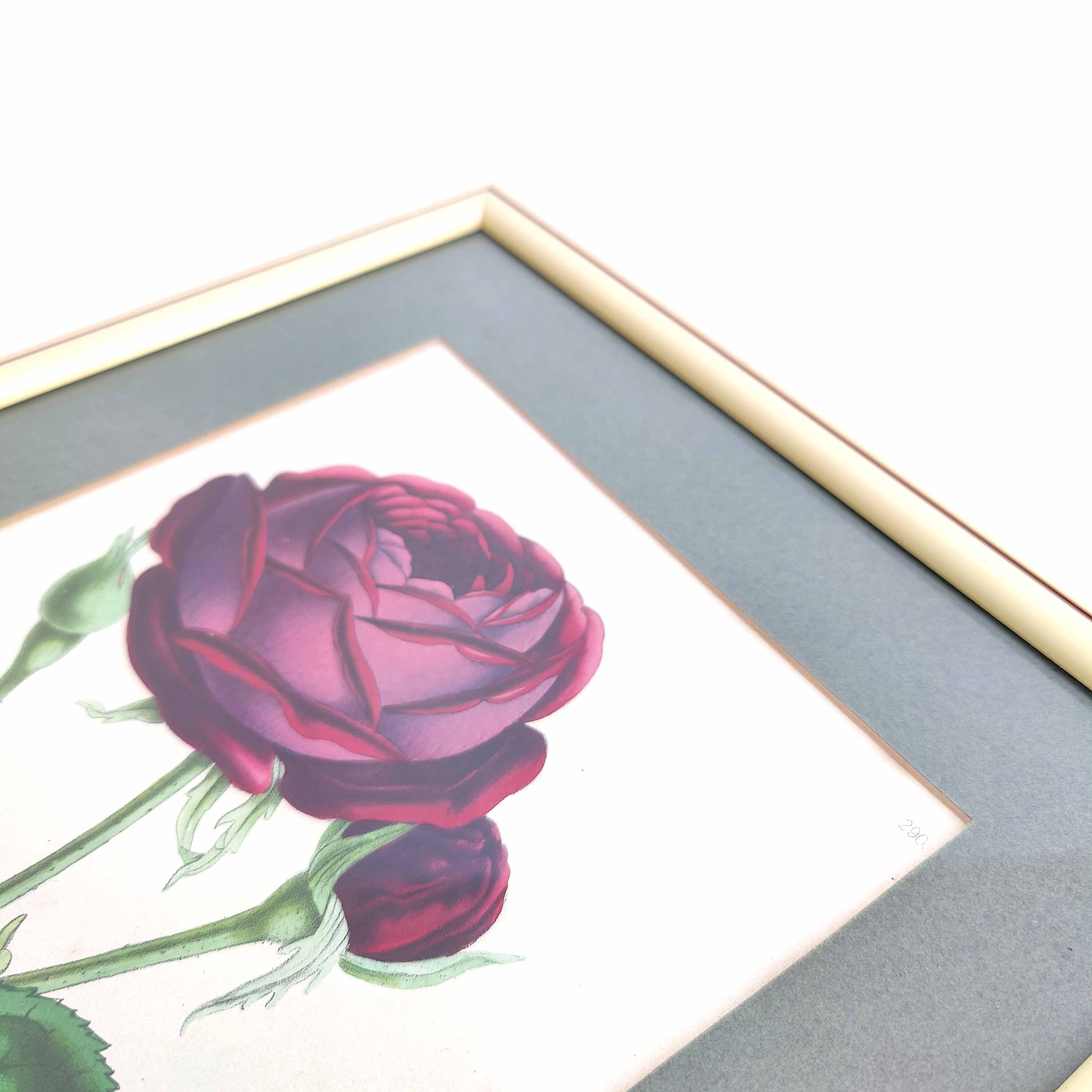 Lithograph botanical illustration pink wooden frame