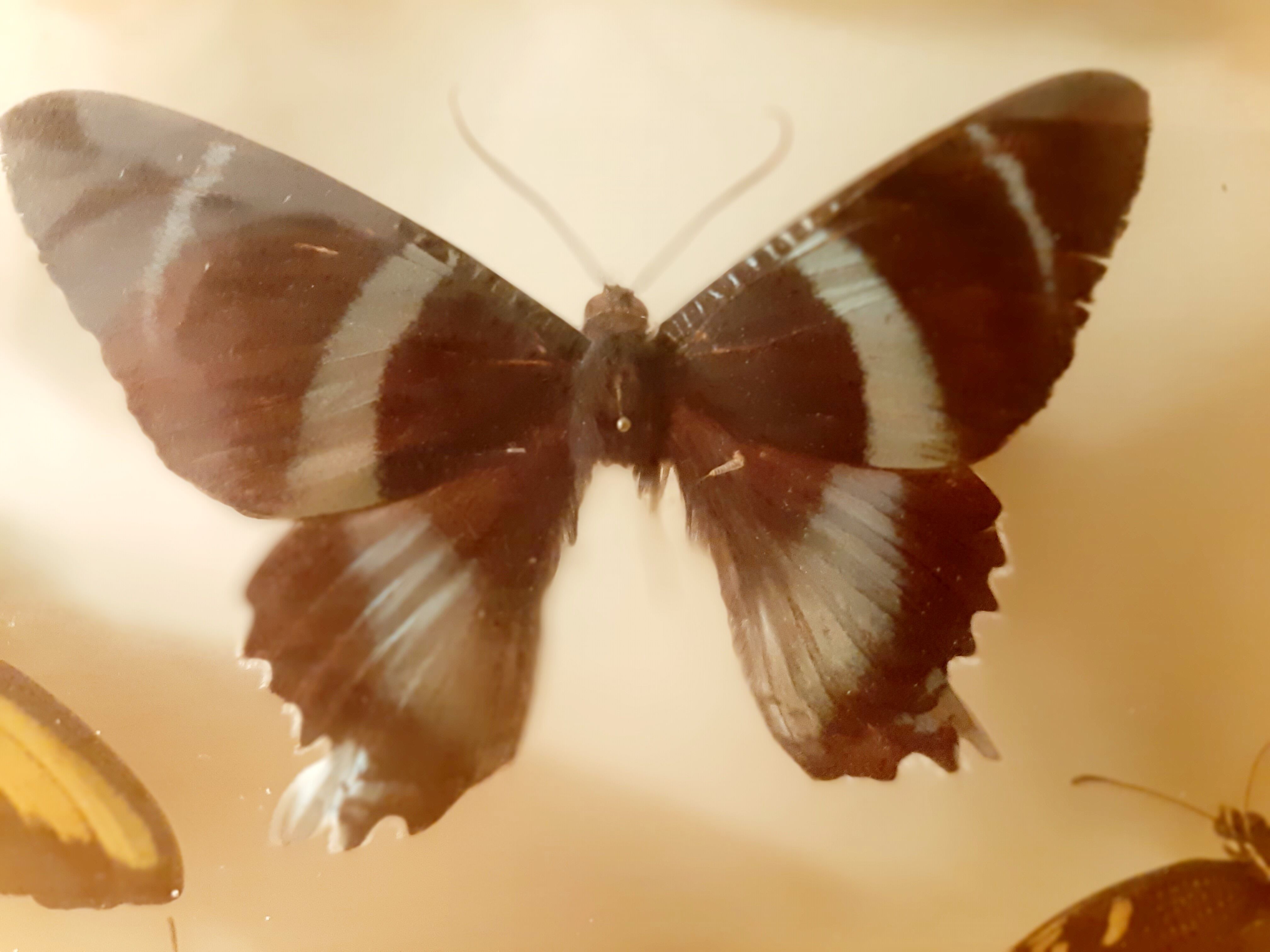 Set of butterflies framed under glass