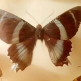 Ensemble de papillons encadrés sous verre