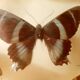 Set of butterflies framed under glass
