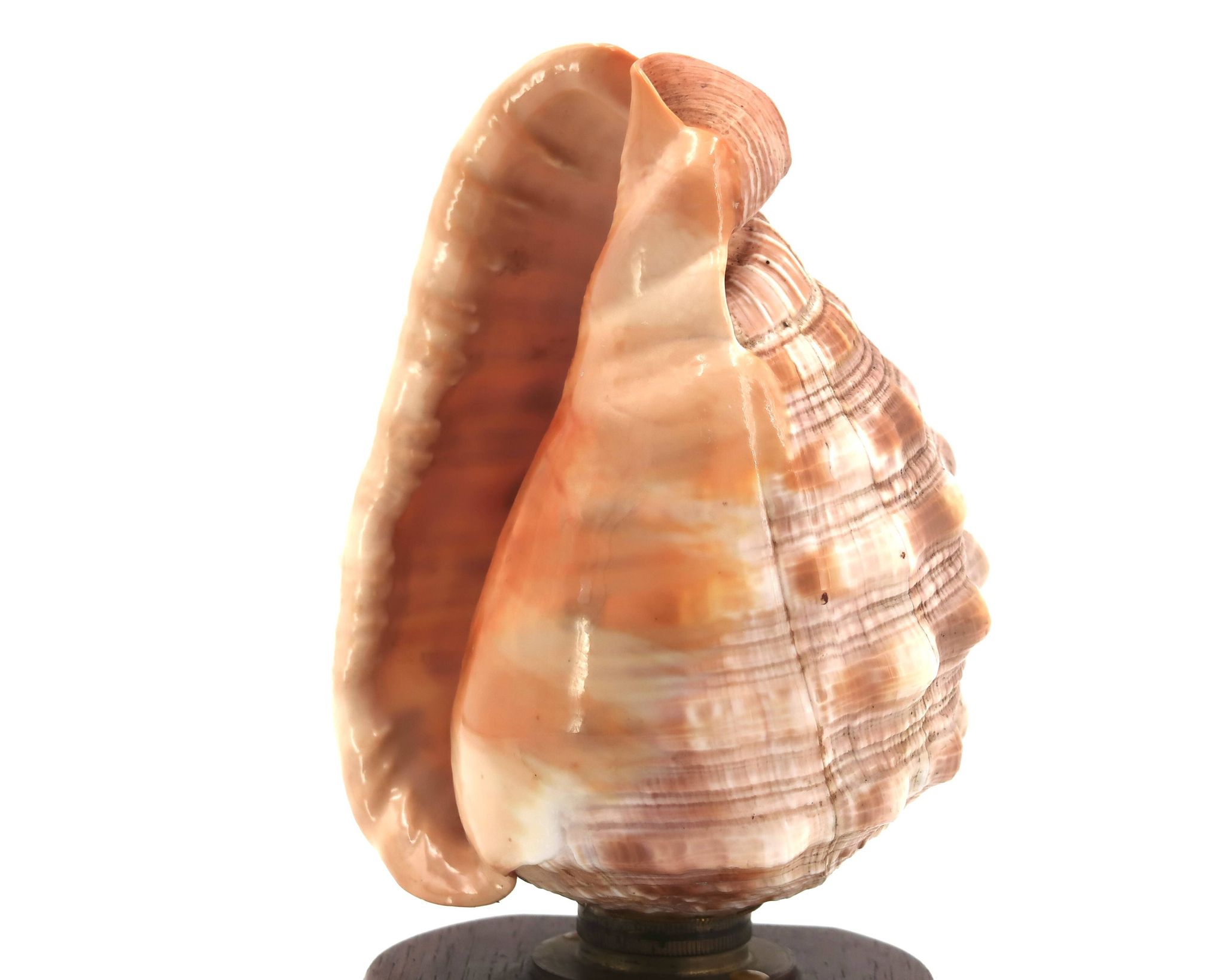 Lampe à poser coquillage naturel et socle en bois, années 60