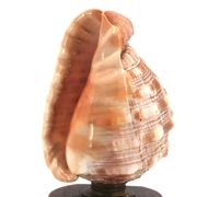 Lampe à poser coquillage naturel et socle en bois, années 60
