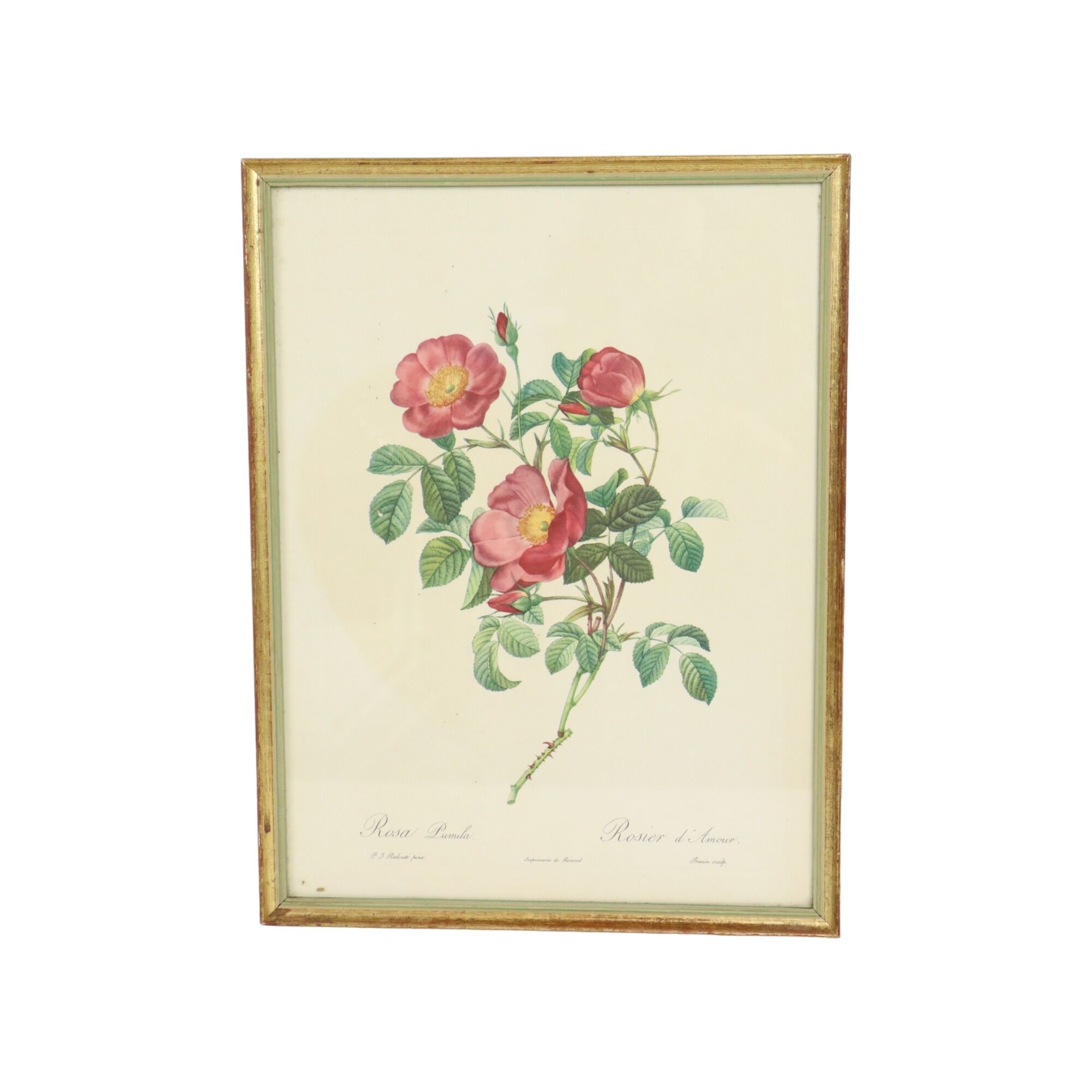 Vintage sixties roses framed botanical print cards p.j. redoute 42x32cm