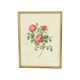 Vintage sixties roses framed botanical print cards p.j. redoute 42x32cm