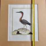 Original engraving by François Nicolas Martinet, 18th century, Louisiana crab fisher, framed,