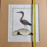 Original engraving by François Nicolas Martinet, 18th century, Louisiana crab fisher, framed,
