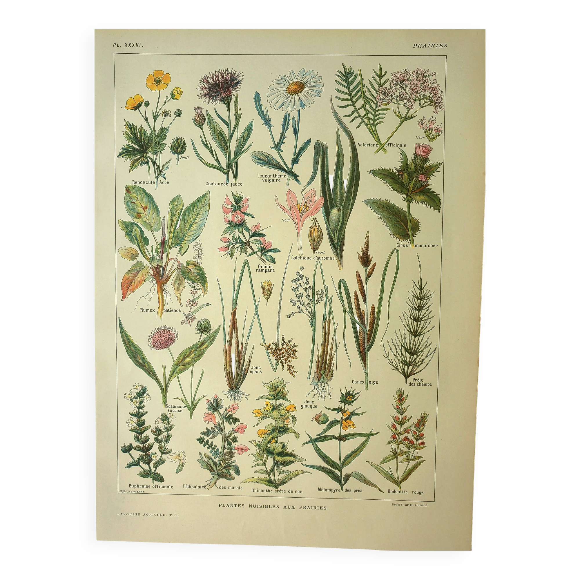 Botanical plate 1921 by Dessertenne. Prairie flora (2) Engraving. old