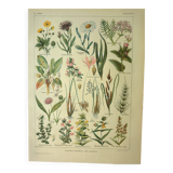 Botanical plate 1921 by Dessertenne. Prairie flora (2) Engraving. old