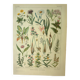 Planche botanique 1921 de Dessertenne. Flore de Prairie (2) Gravure. ancien