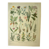 Botanical plate 1921 by Dessertenne. Prairie flora (2) Engraving. old
