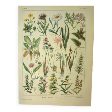 Planche botanique 1921 de Dessertenne. Flore de Prairie (2) Gravure. ancien