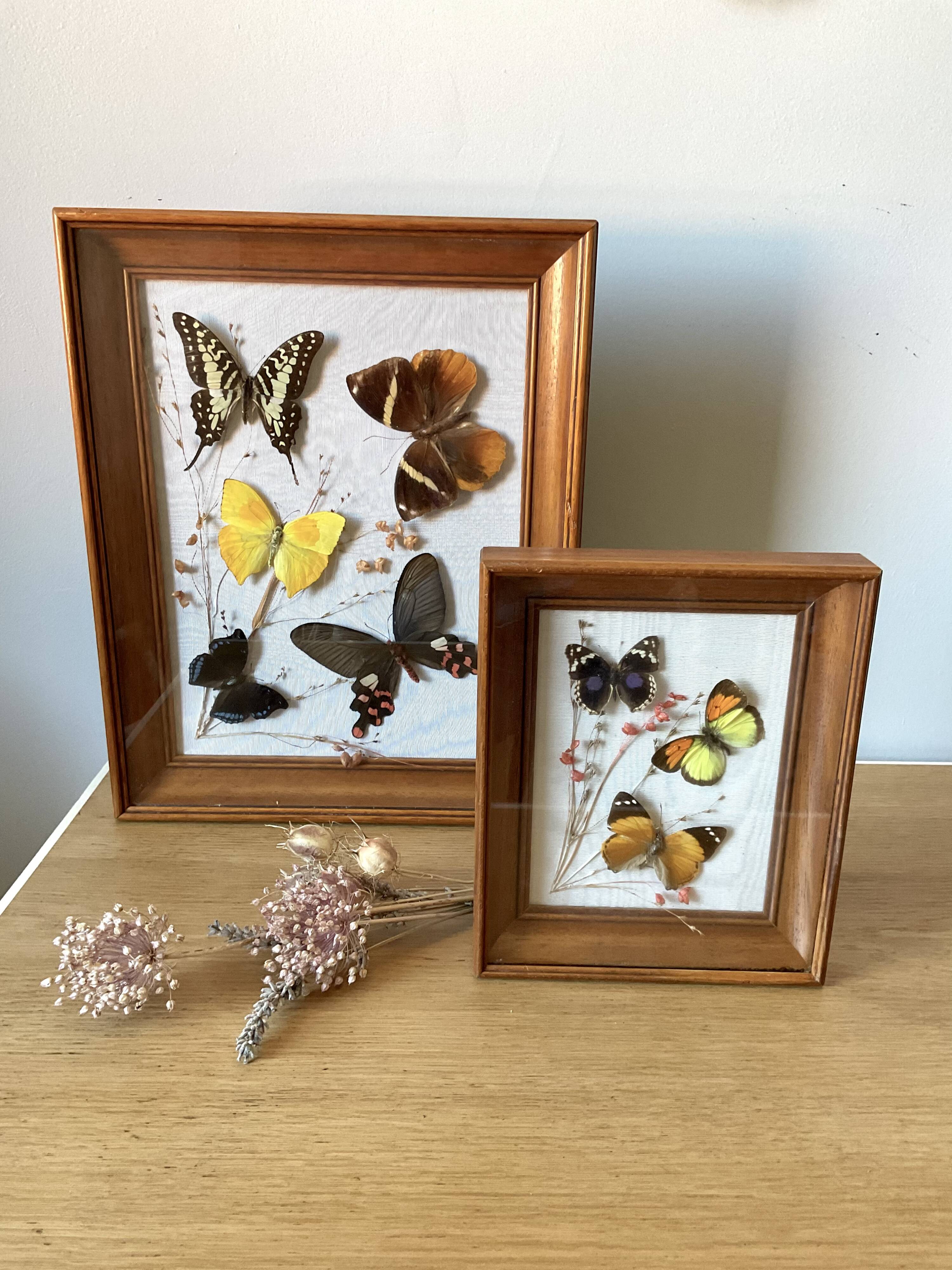 Lot de deux cadres papillons vintage