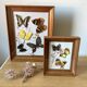 Lot de deux cadres papillons vintage