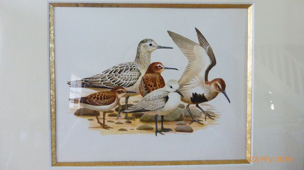 Birds - collection Hepatior N ° 28