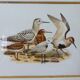 Birds - collection Hepatior N ° 28