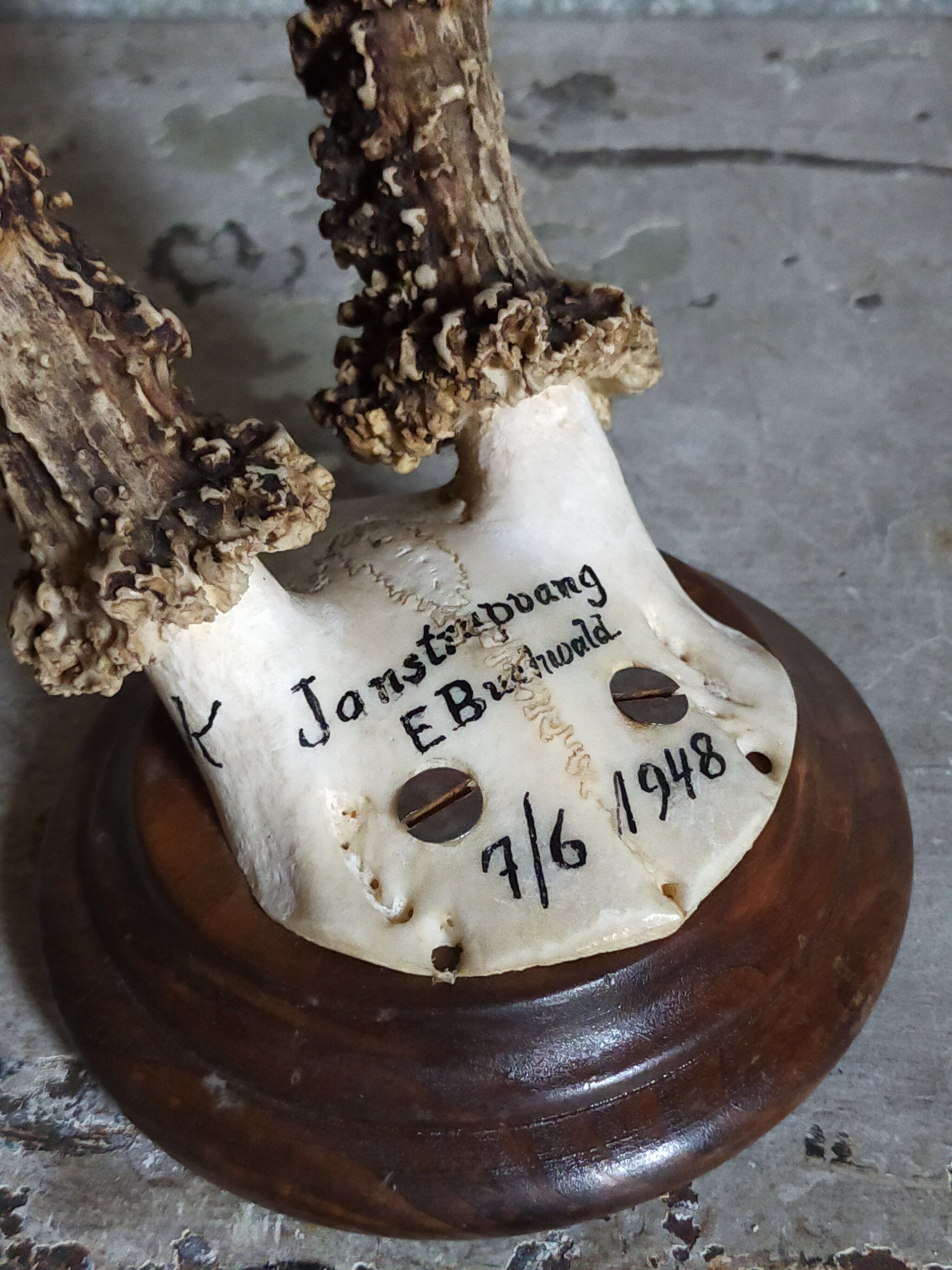 Vintage Scandinavian Hunting Trophy