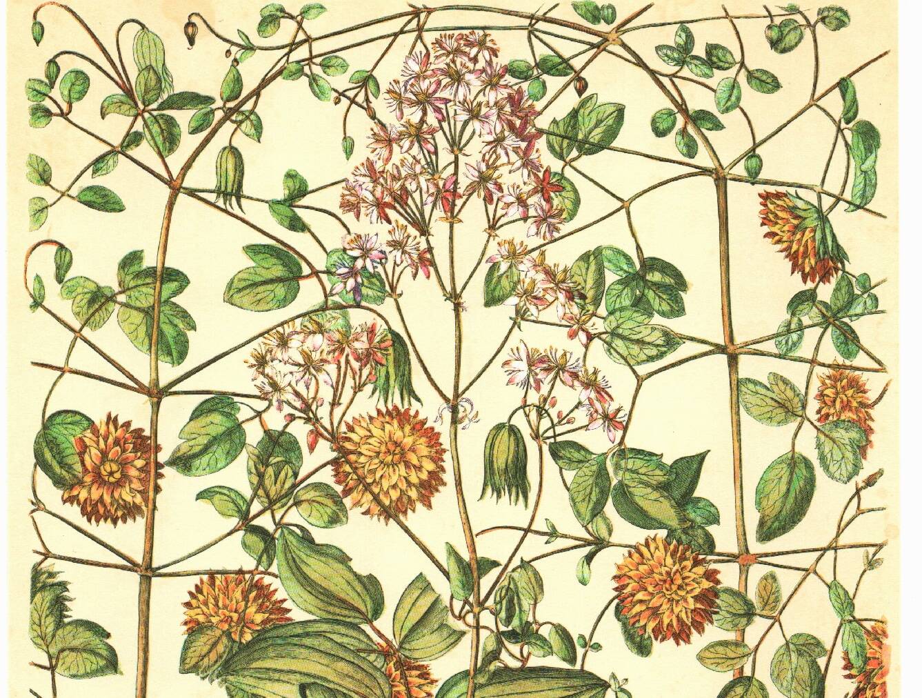 Old illustration 1959 - Clematis - vintage botanical plate