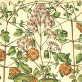 Old illustration 1959 - Clematis - vintage botanical plate