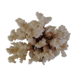 White coral