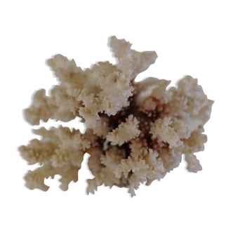 White coral